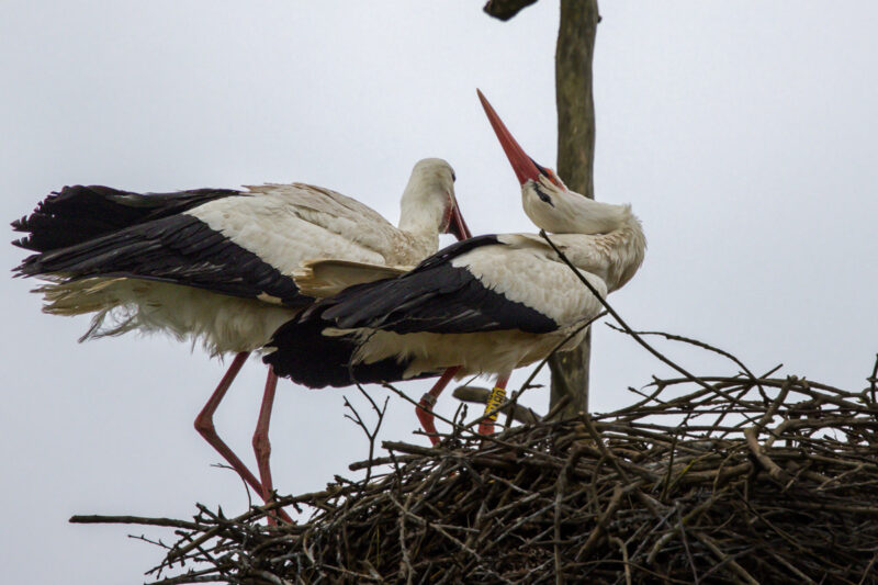 Couple de Cigognes blanches